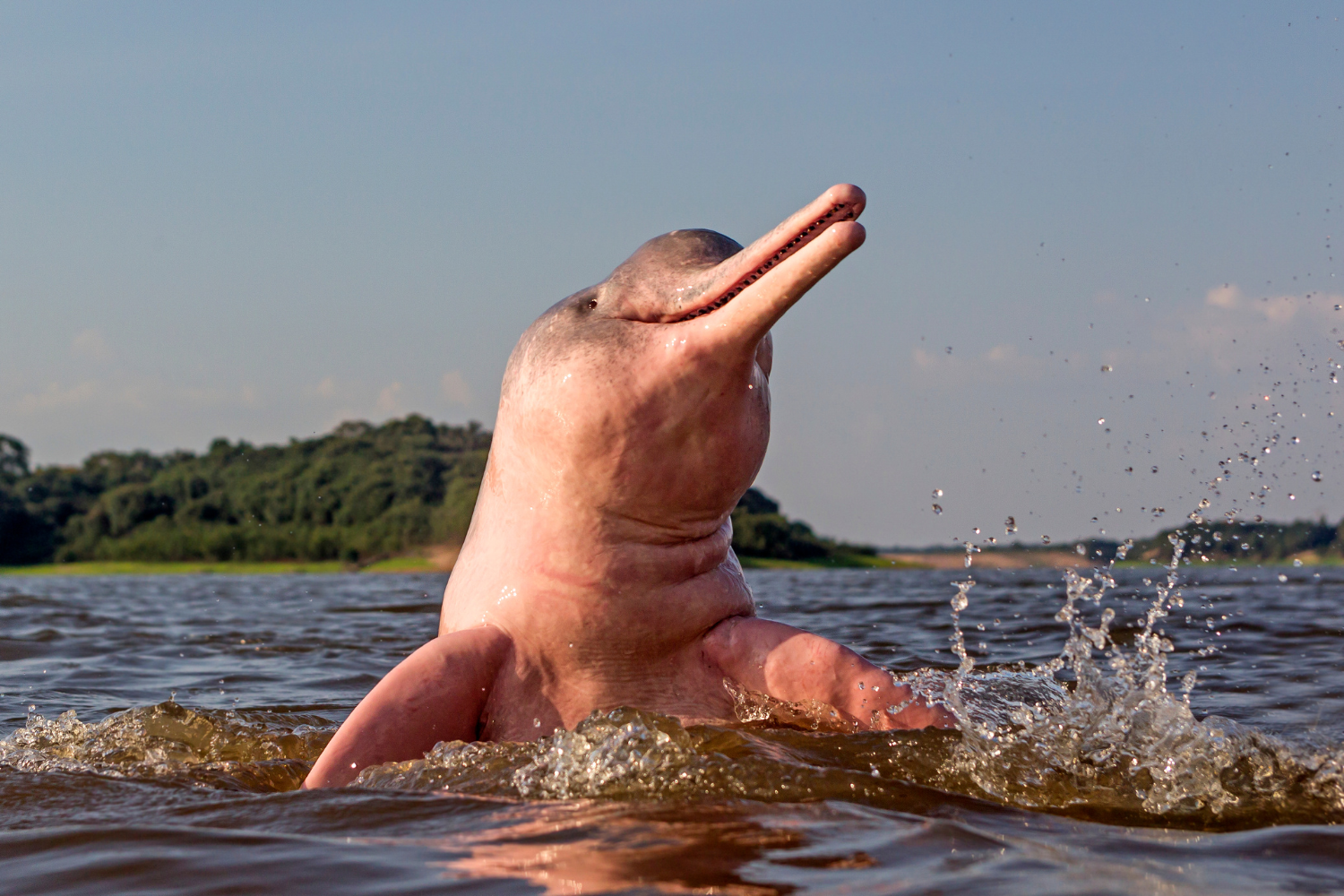 10/06/26 > Amazônia